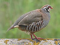 Partridge