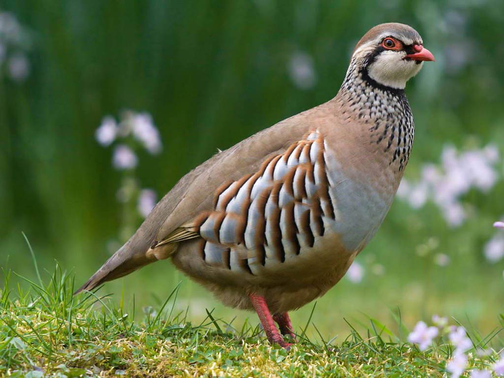 free Partridge wallpaper wallpapers download