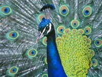 Peacock with colorful feathers