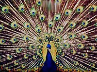 Peacock picture