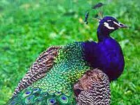 peafowl