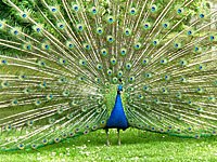 Peacock image