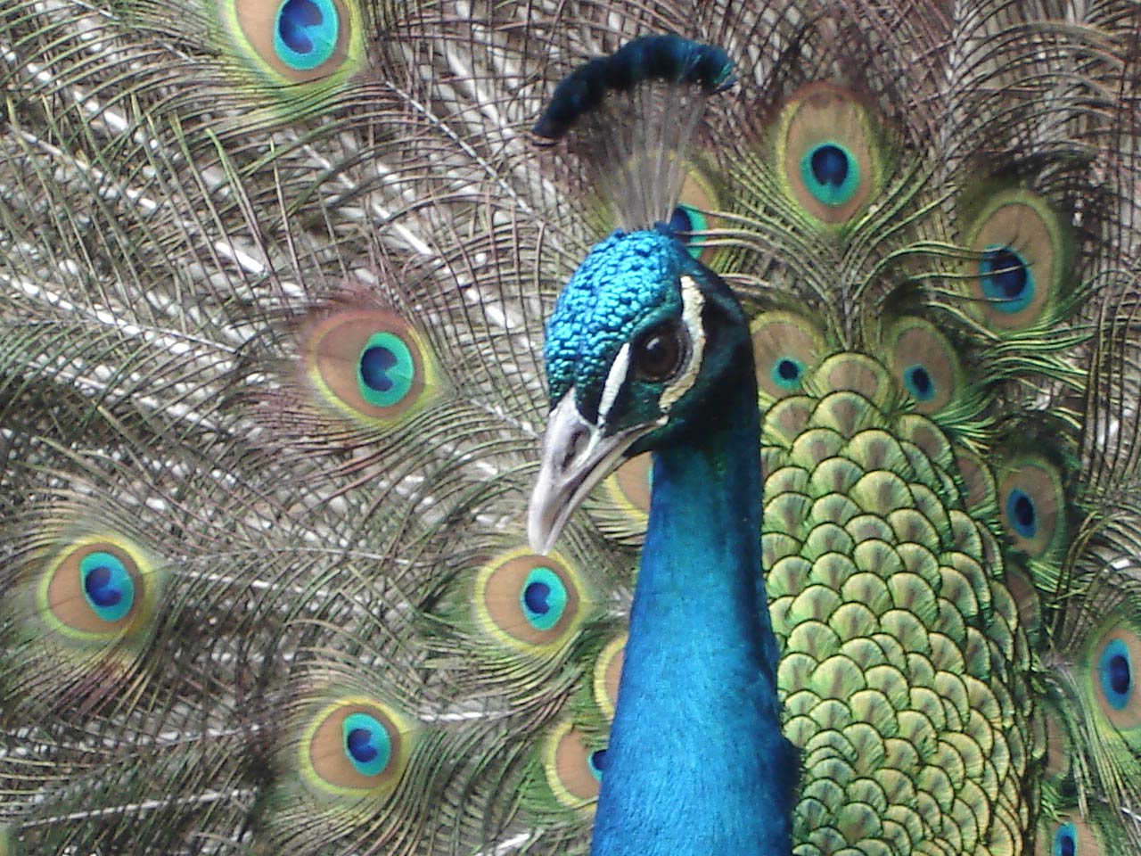 free Peacock wallpaper wallpapers download