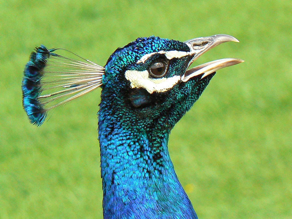 free Peacock wallpaper wallpapers download