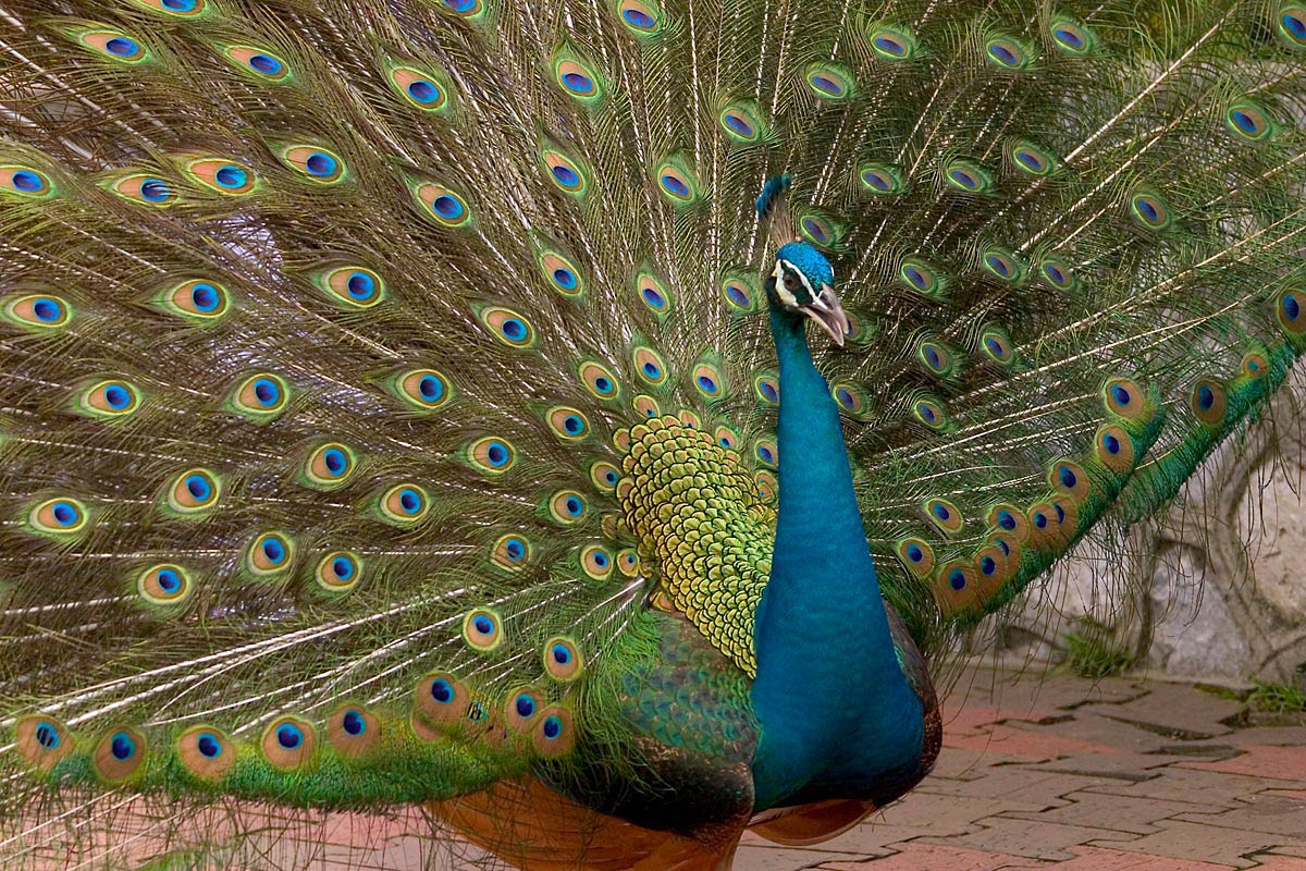 free Peacock wallpaper wallpapers download