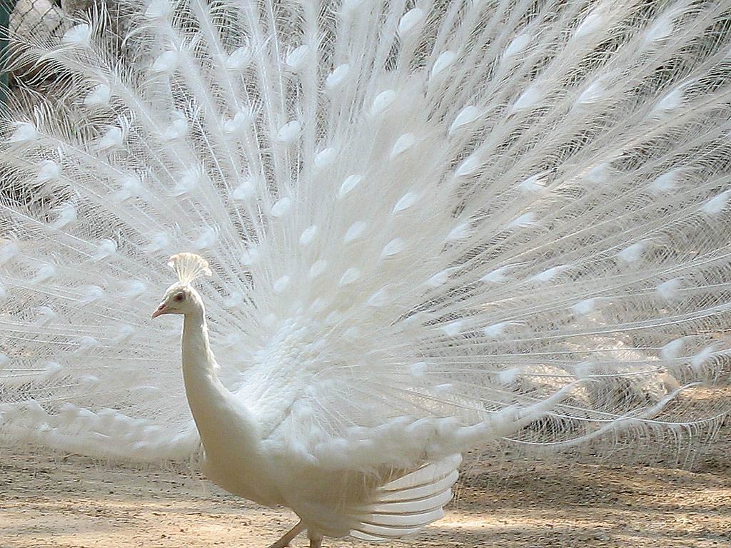 free Peacock wallpaper wallpapers and background