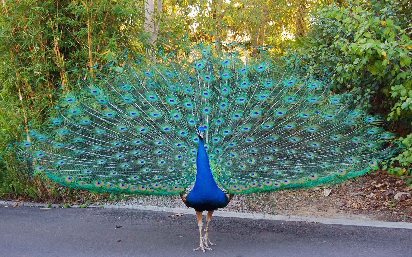 free Peacock wallpaper wallpapers download