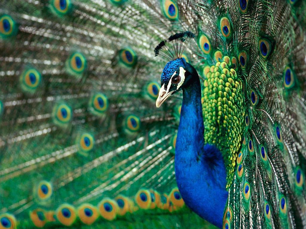 Peacock Desktop and Mobile Wallpaper - Animals Town
