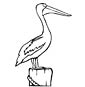 Pelican coloring page