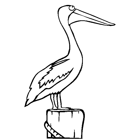 free Pelican coloring page