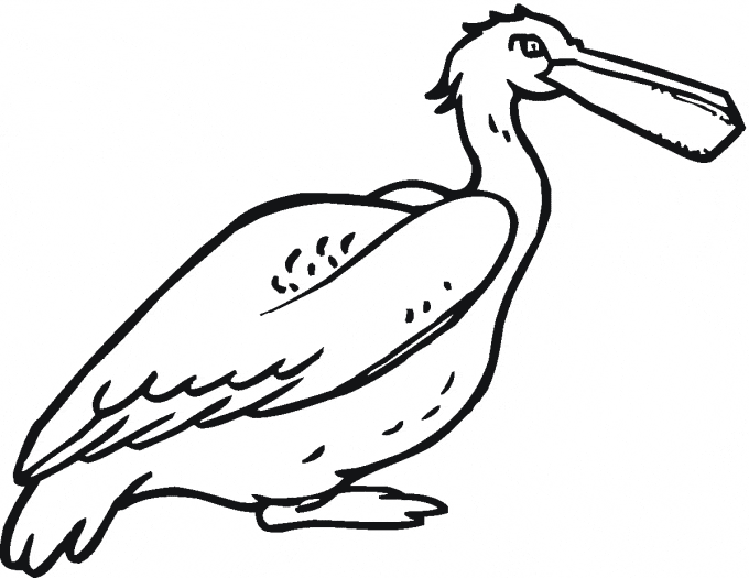 free Pelican coloring page