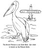 printable pelican coloring