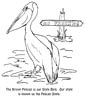 Pelican coloring page