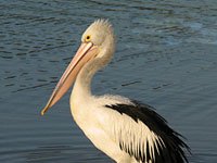 Pelican image