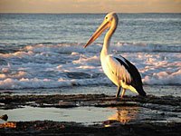 Pelican at the shoreline