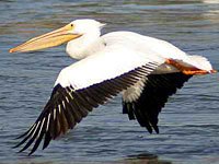 Flying Pelican