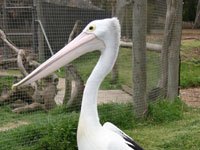 White Pelican image