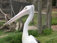 Pelican image