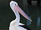pelican desktop wallpapers
