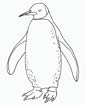 Penguin coloring page