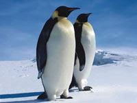 two penguins