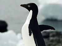 Penguin picture