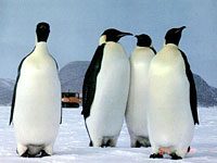 Penguin image