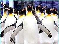 Penguin colony (group)