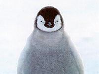 Penguin picture