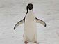 penguin wallpapers