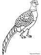 Pheasant coloring page