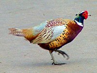 What does a pheasant look like?