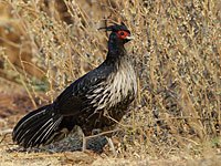 Pheasant image