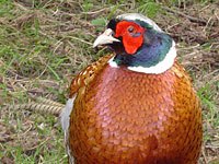 Pheasant image