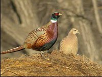 Pheasants