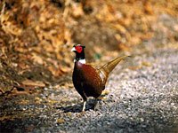 Pheasant