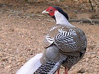 Pheasant image