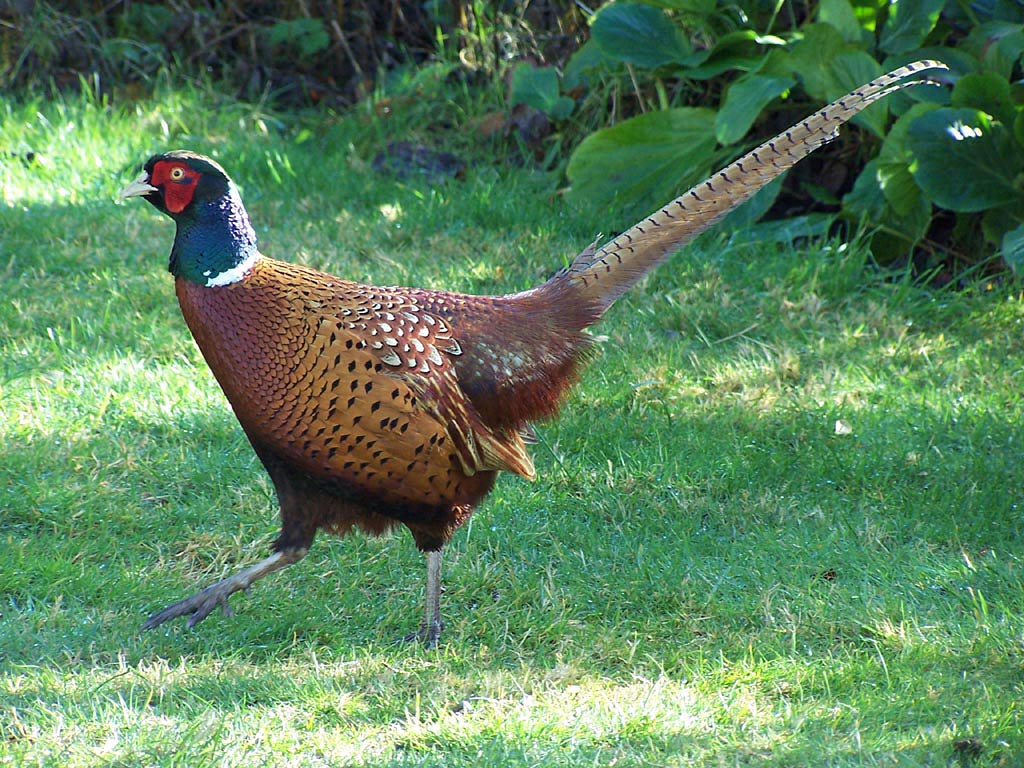 free Pheasant wallpaper wallpapers download