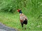 Pheasant wallpaper