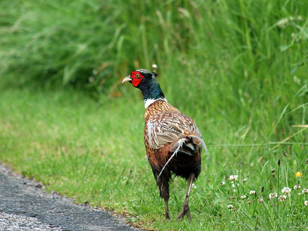 free Pheasant wallpaper wallpapers download