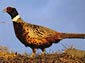 pheasant wallpapers