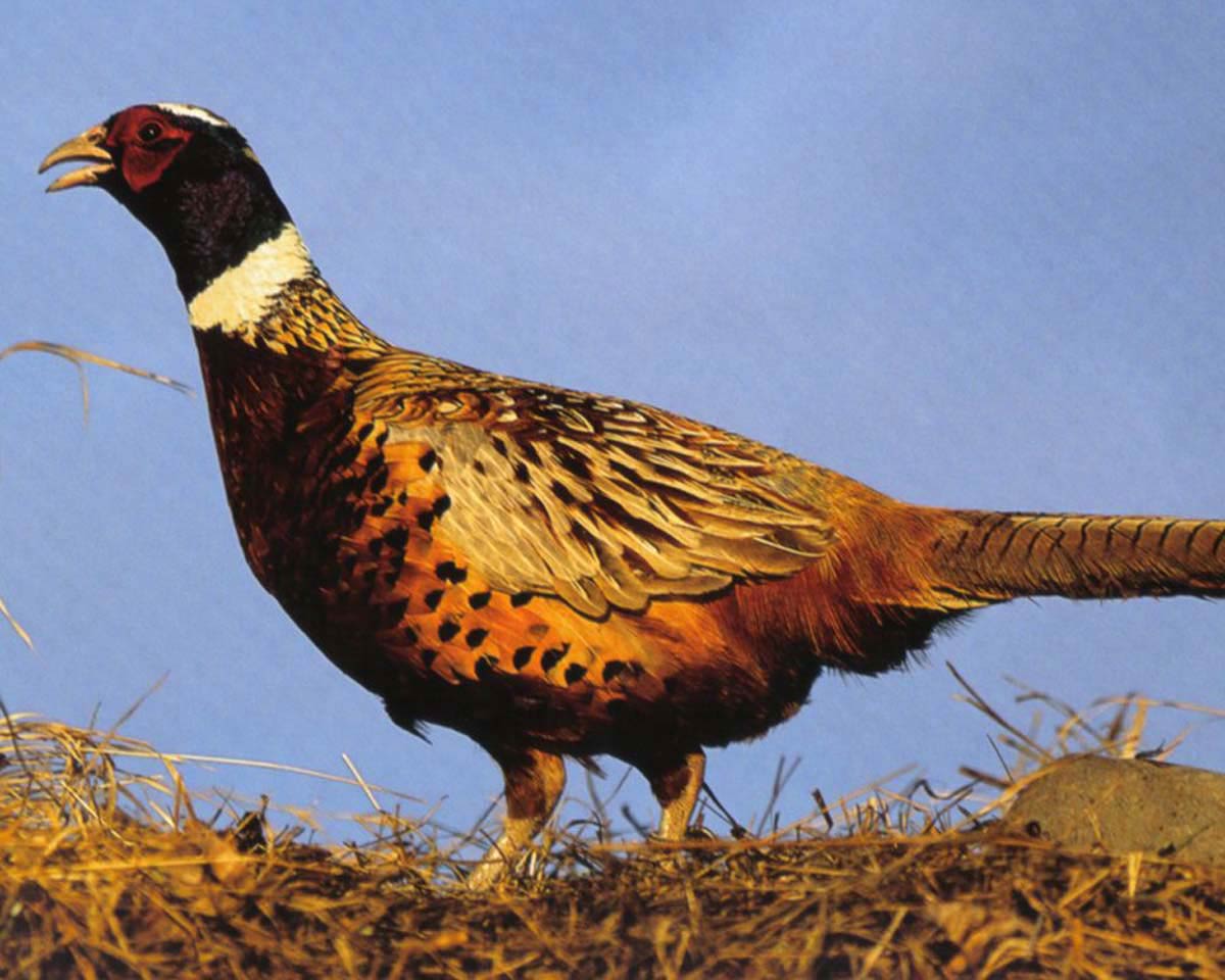 free Pheasant wallpaper wallpapers and background