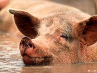 Pig enjoying the muddy water