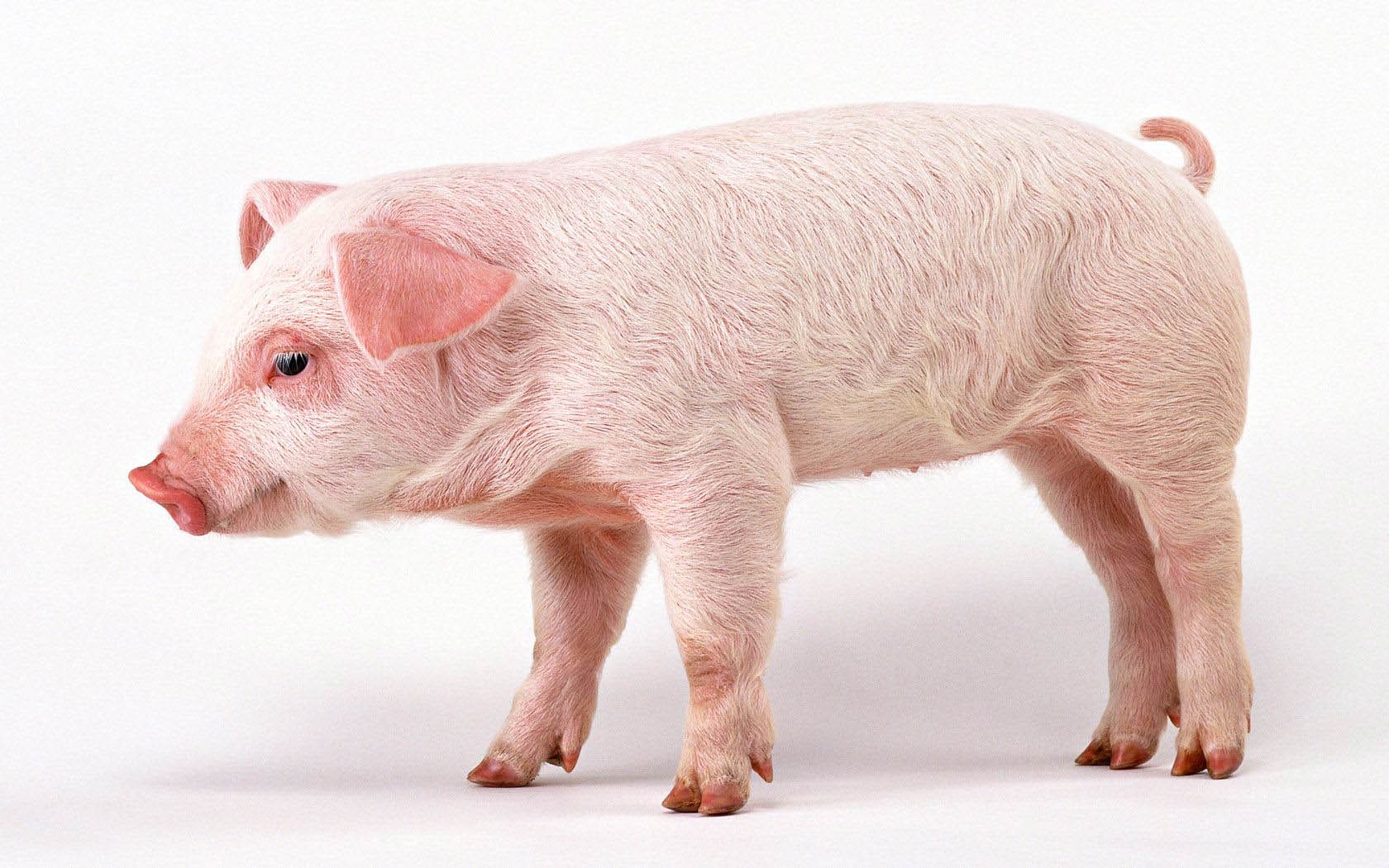 free Pig wallpaper wallpapers and background