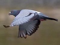 Pigeon in flight, flying