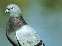 Pigeon photo