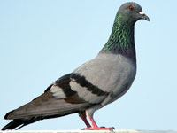 Pigeon