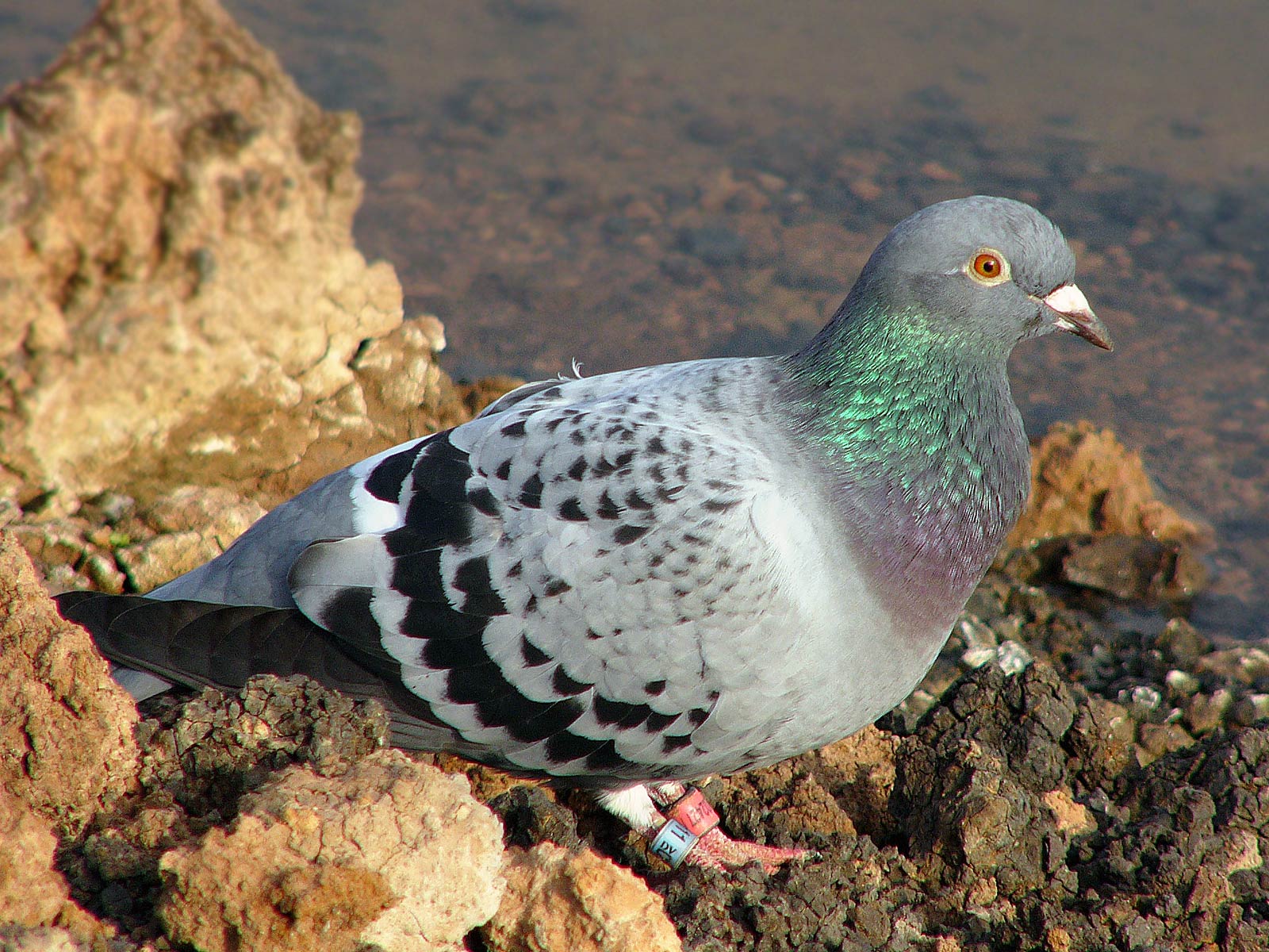 free Pigeon wallpaper wallpapers download