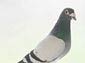 free pigeon wallpaper