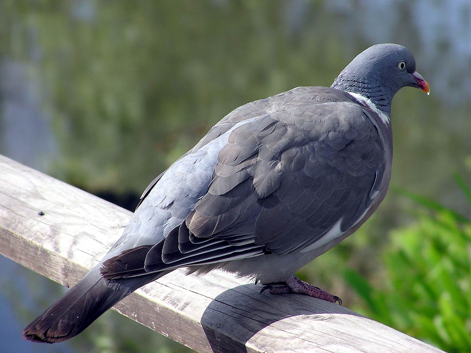 free Pigeon desktop wallpaper wallpapers Desktop and Mobile